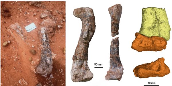 Musankwa sanyatiensis, a new dinosaur from Zimbabwe